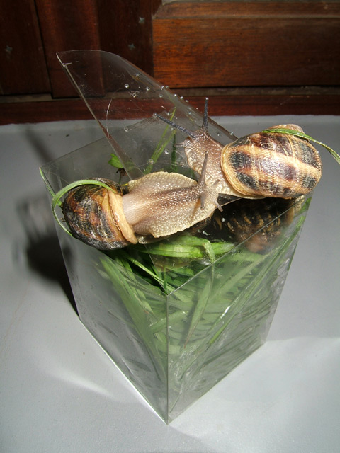 Deux escargots Deux escargots