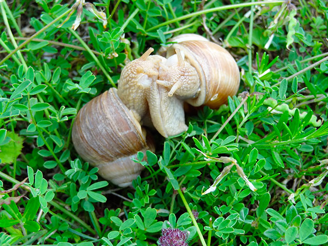 Amour05-Gasteropodes.jpg