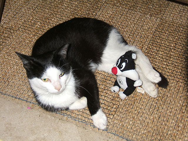 Chat excédé. Chat01.jpg