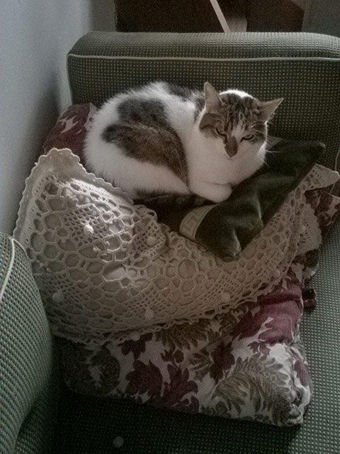 Chatte malheureuse. Chat02.jpg