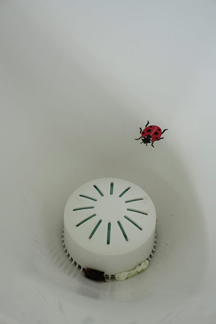 ... à bon dieu Coccinelle.jpg