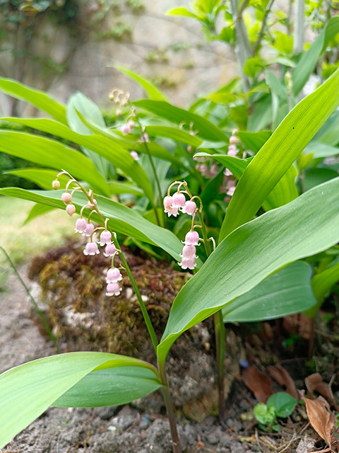 Muguet rose... MuguetRose.jpg