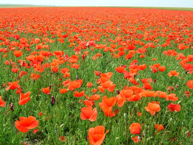 Champ de coquelicots coquelicots.jpg