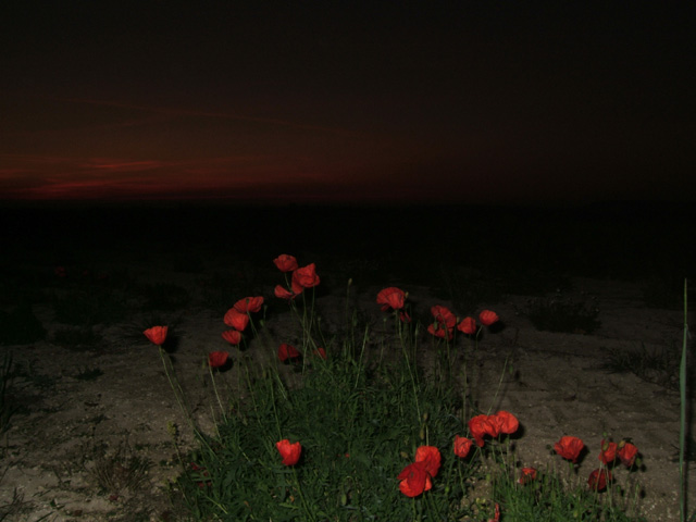 Poppy Coquelicot