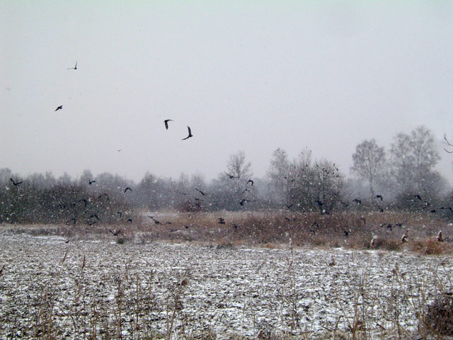 Flocons Flocons