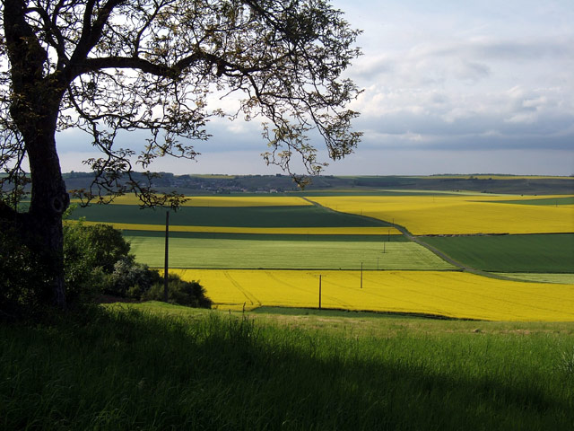 Colza et blé Colza et blé