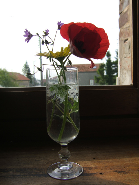 Coquelicot Coquelicot