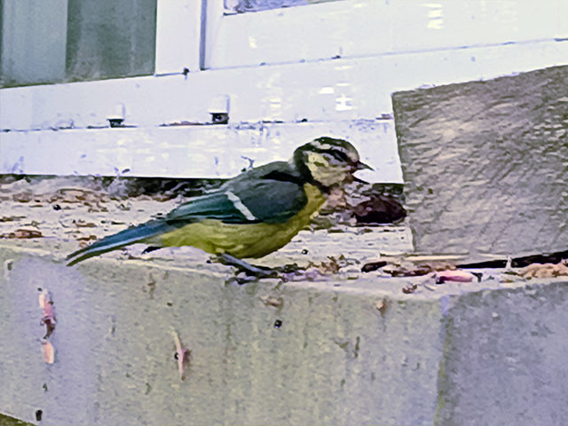 Une petite mésange sonnée. mesange1.jpg