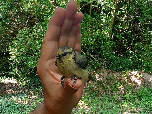Mésange sur le pouce. mesange2.jpg