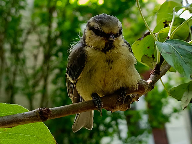 Mésange sur la branche. mesange3.jpg