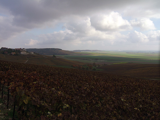 Vignes. Vignes.